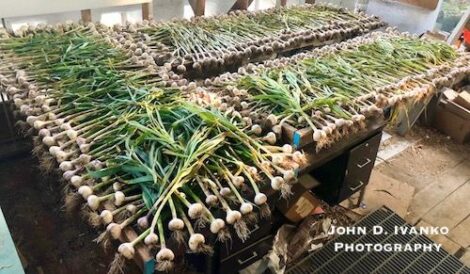 Growing Great Garlic and Homestead or Farm Profit Image